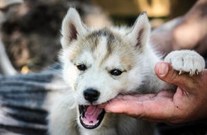 21 overraskende ting du ikke vidste om din hund - del 1