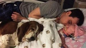 Bassethunden der blev hos sin lille ejer