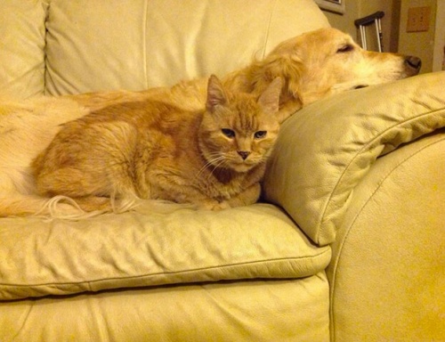 Katten rony