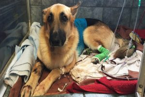Hund redder lille pige fra en klapperslange