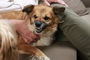 Er din hund aggressiv? Det er ikke hans skyld