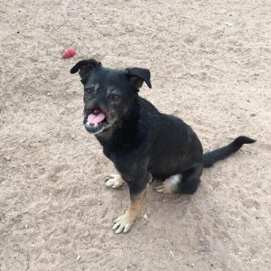 Mød hunden Anubis, som rejste 11.000 km hjem