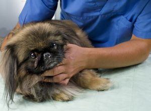 5 råd til at undgå kræft hos hunde