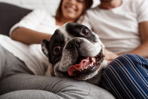 Derfor skal du ikke behandle din hund som et menneske