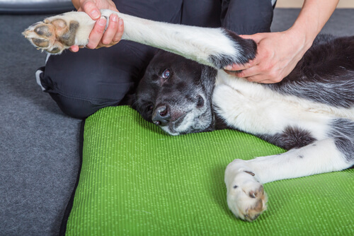 give massage til en hund