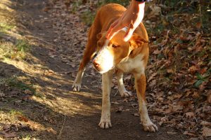 Par nægter deres egen efterladte hund