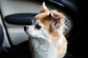 Mand smadrer ruden på en BMW for at redde hund