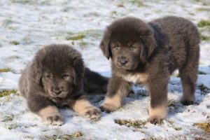 De dyreste hunde i verden