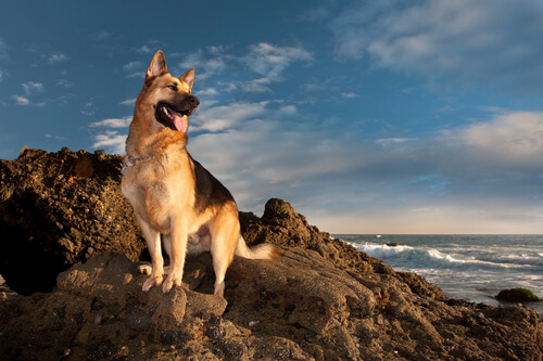 Hund ved havet