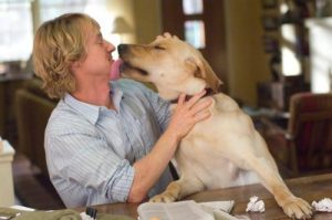 Alle tiders 5 bedste hunde film