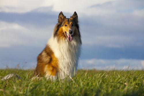 Hund reddet før den skulle aflives