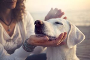 Sådan medvirker det til aggressiv adfærd at forkæle sin hund