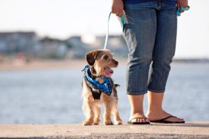 Derfor skal du gå med hunden hver dag