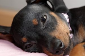 Hvorfor græder hunde? Alt om dyrs følelser