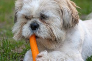 Giv endelig din hund gulerod