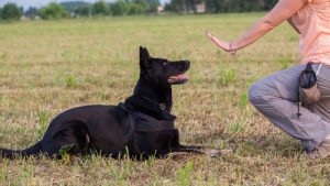 Sådan vinder du din hunds respekt