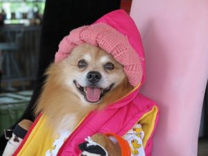 Vent! du skal aldrig humanisere din hund