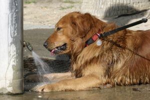 Sådan undgår du, at din hund får hedeslag