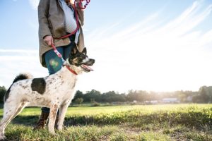Argentina: folk der adopterer hjemløse hunde betaler mindre i skat