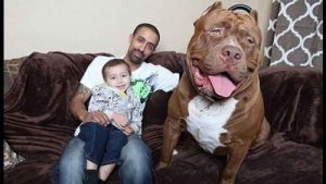 Mød Hulk: den største pit bull i verden