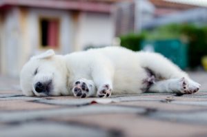 Hvordan bør din hund sove?
