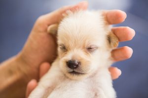 Sådan opdrager du en rolig hund: Det er muligt!