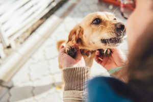 10 ting din hund vil have dig til at vide