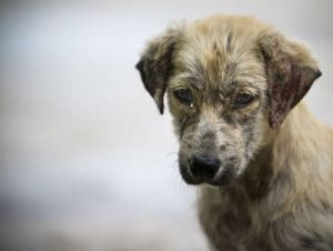 En hjemløs hunds liv optaget med et GoPro