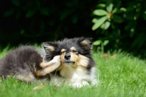 6 hjemmekure mod lopper