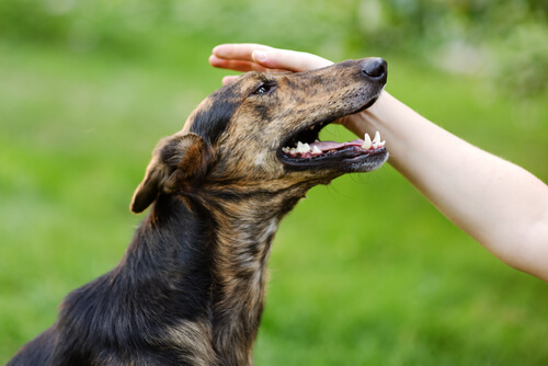 Slapp Hund Derfor må du aldrig slå en hund - My Animals