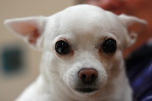 Sådan fjerner du søvn fra din hunds øjne