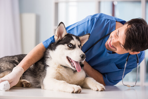 pleje af din hund