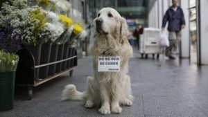 Mød Ney - den berømte hund fra Plaza de Lugo