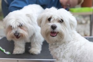 3 essentielle tips til at passe på din hund