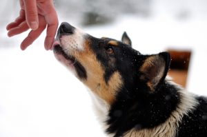 Hvorfor slikker din hund dig?