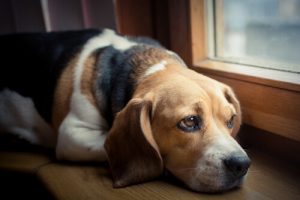 Sådan viser din hund at den har ondt