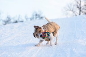 Hvorfor ryster hunde deres legetøj?