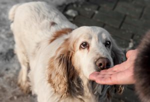 Typer af kræft en hund kan fornemme