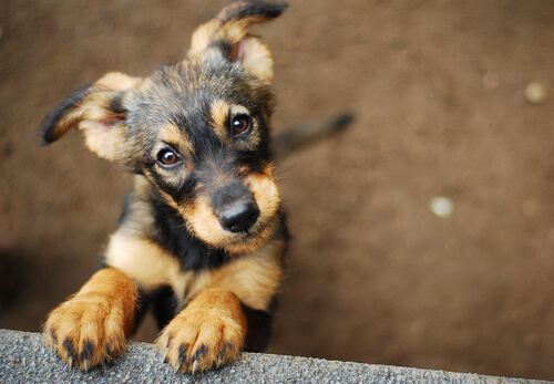Trofast hund