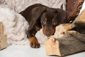 Sådan hjælper du en hund videre, når den har mistet en ven