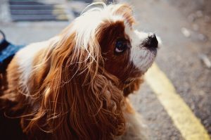 Det gør dig klogere at tale til din hund