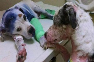 Ægte venskab mellem to mishandlede hunde