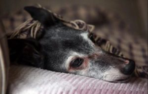 Walnuts afsked: Den sande historie om et kærligt farvel