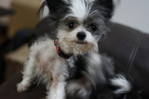 Vores yndlings loppekure