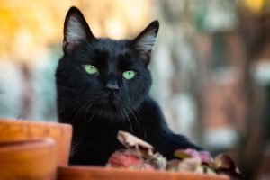 Bringer sorte katte virkelig ulykke?