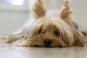 Hund i lejlighed: Racer der kan leve lidt plads