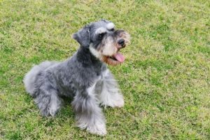 Hunde i gruppe 2: Race klassificering ifølge FCI