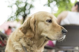 5 grunde til du skal anskaffe dig en stor hund