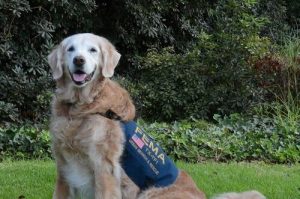 Farvel til den sidste redningshund fra 9/11