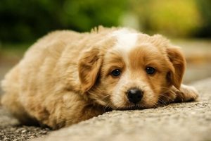 Hvad stiller du op med mishandlede hunde